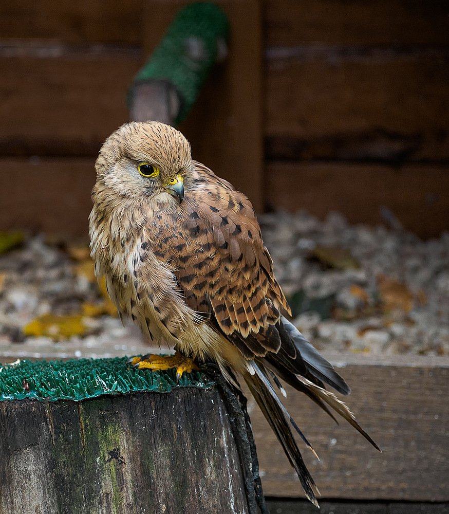 Пустельга обыкновенная гнездо