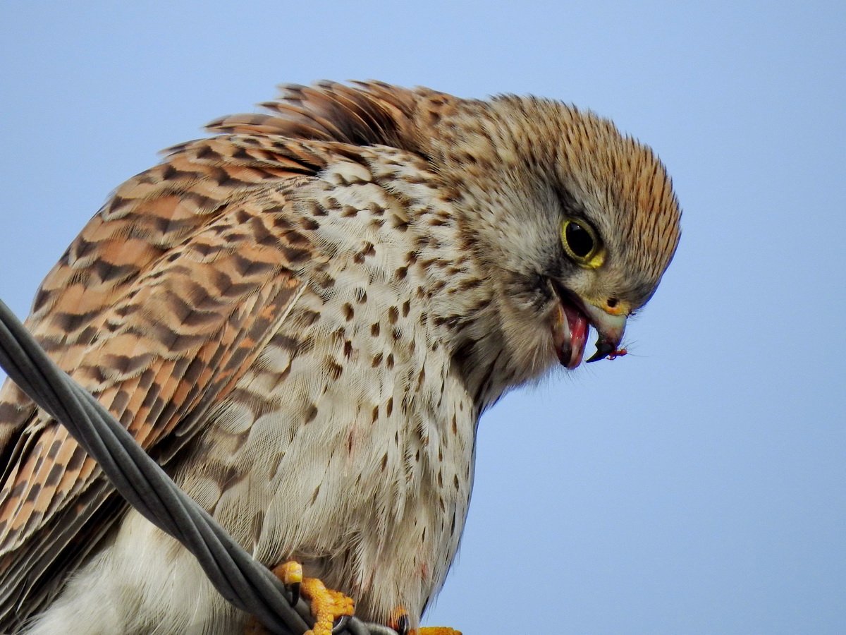 Воробьиная пустельга птенец