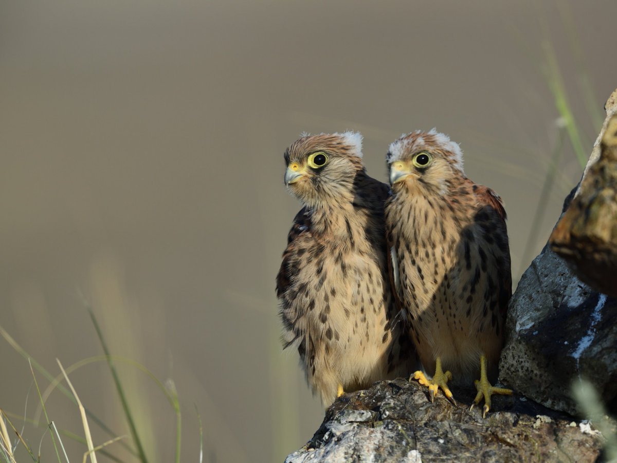 Сокол пустельга слеток