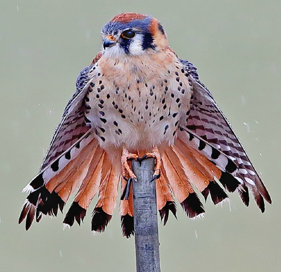 Пустельга Кестрел