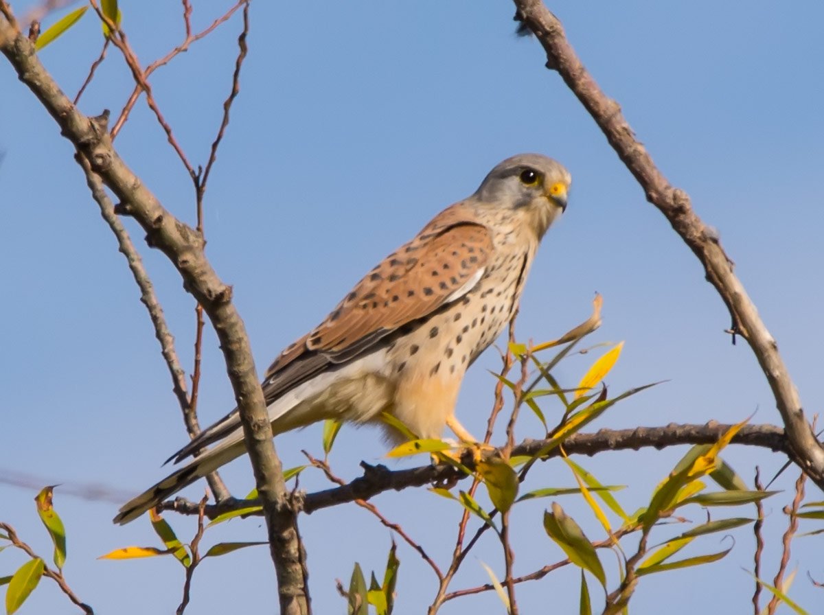 Обыкнове́нная пустельга́ Falco tinnunculus