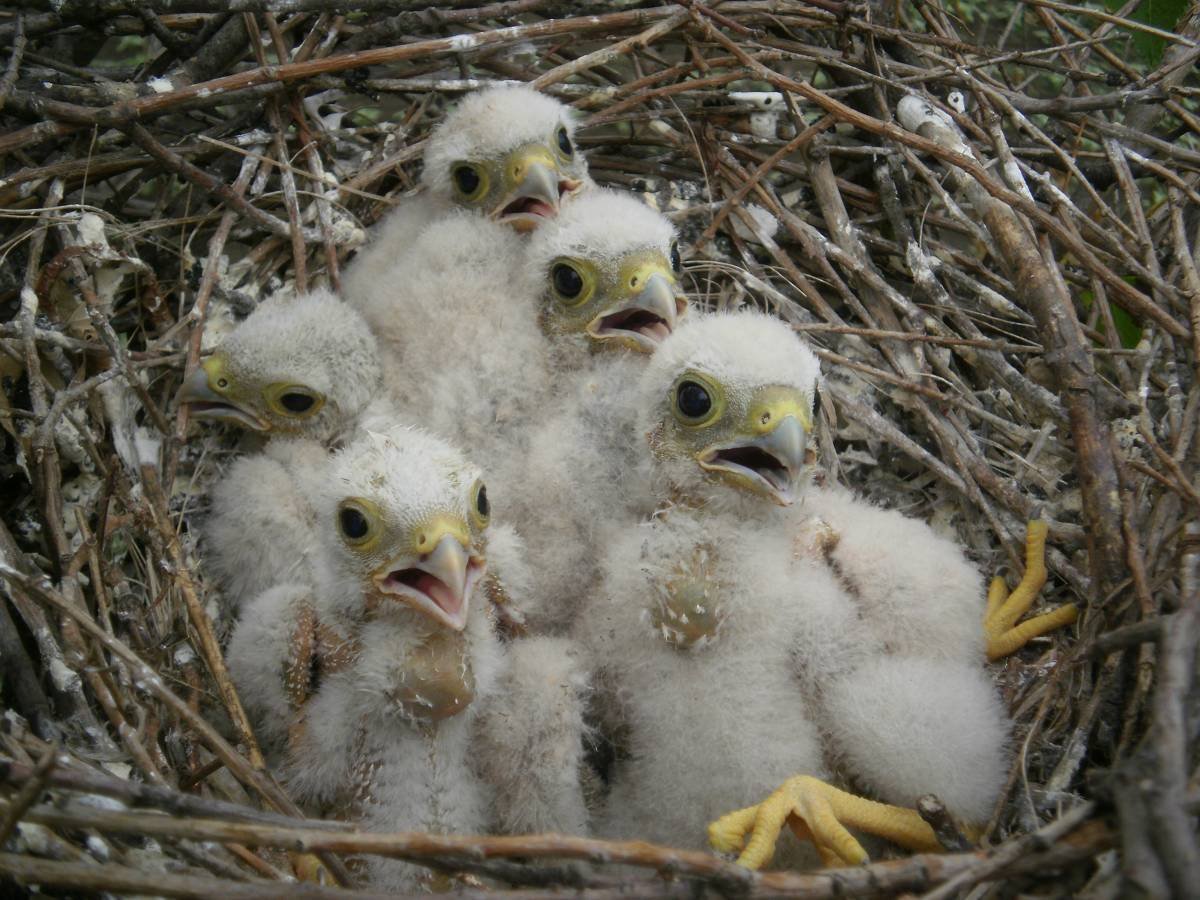 Кречет птица птенец