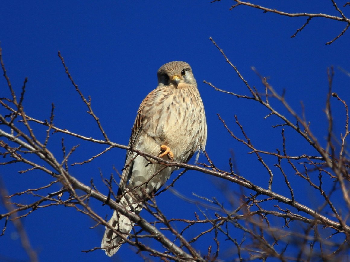 Воробьиная пустельга птенец