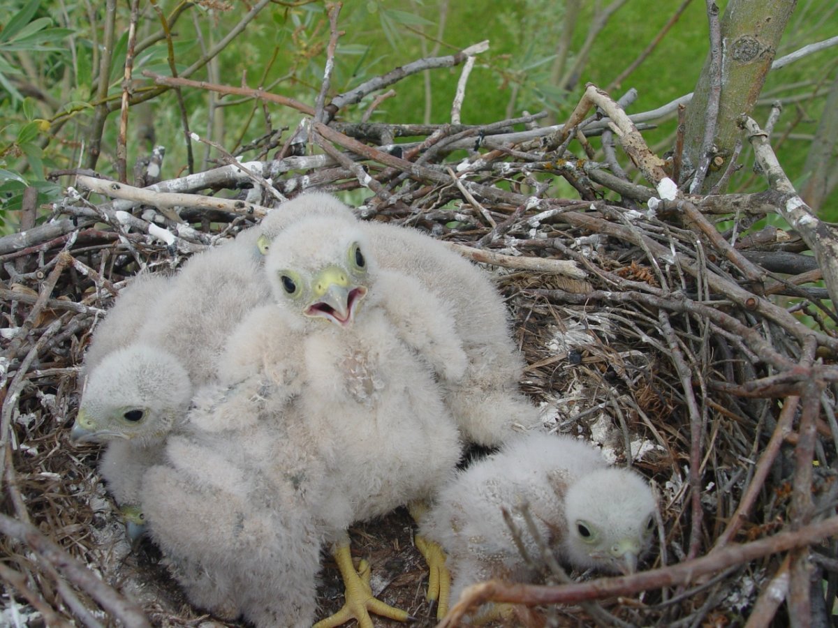 Обыкновенная пустельга птенец