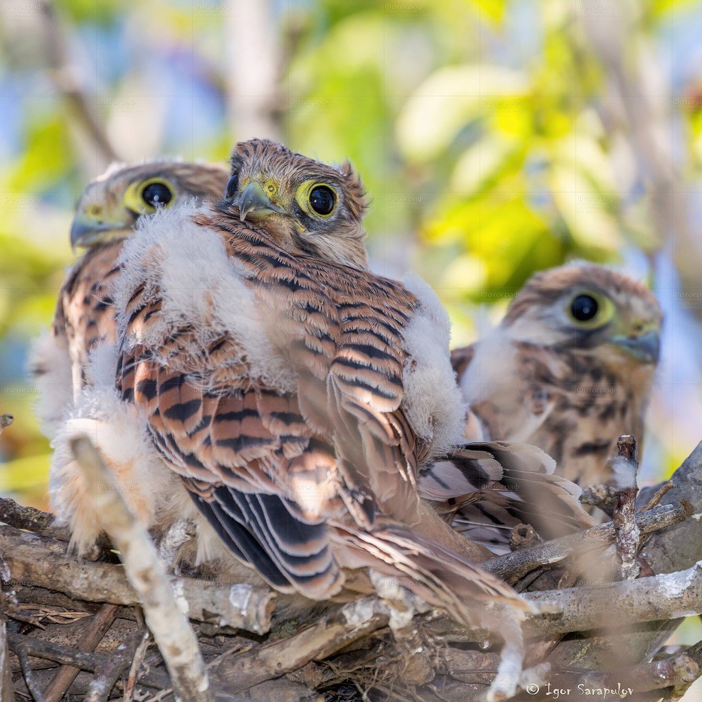 Пустельга птенец
