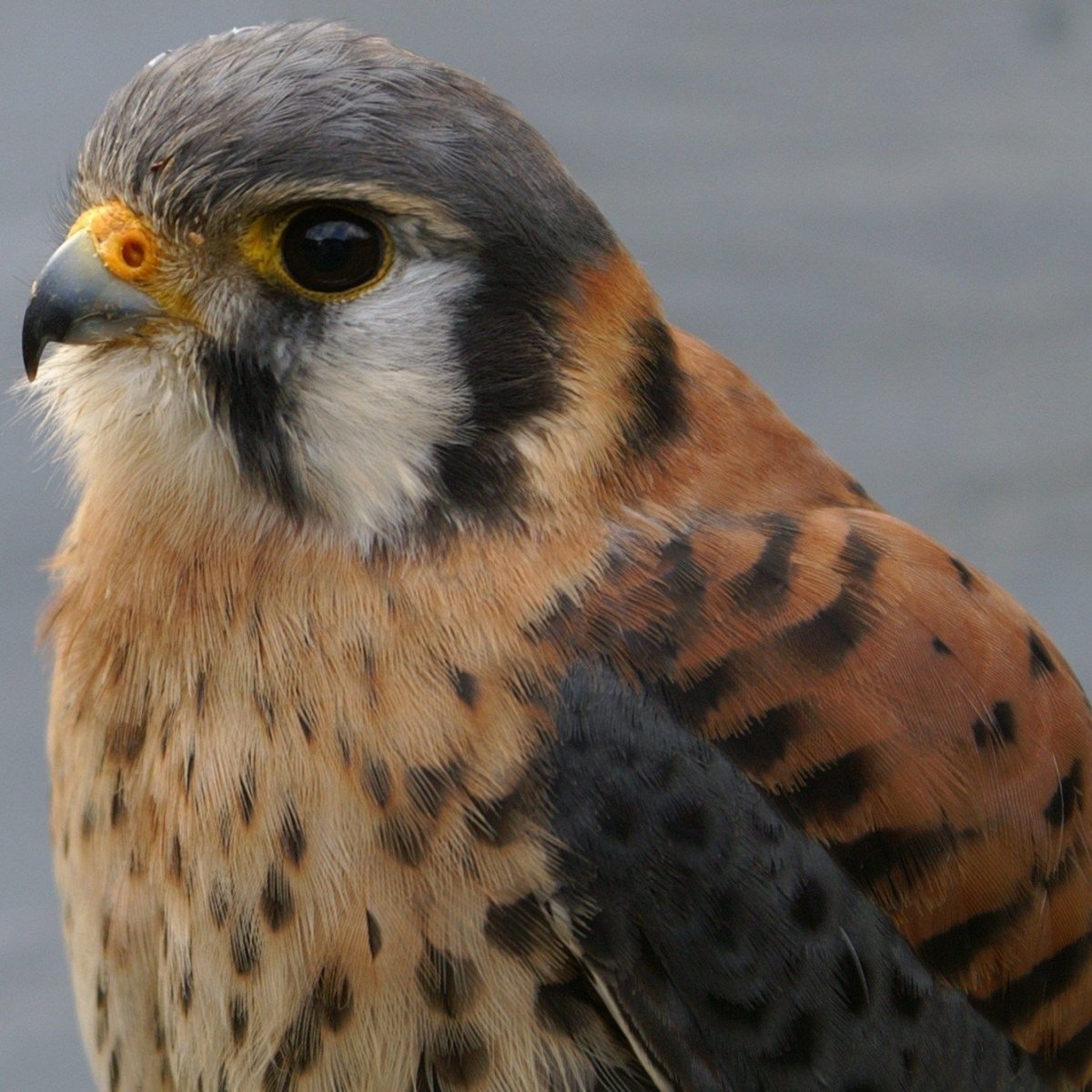 Воробьиная пустельга