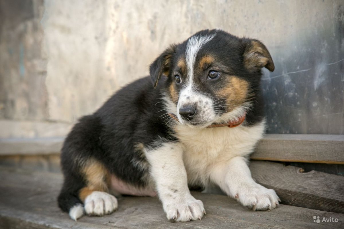 Собачка дворняжка