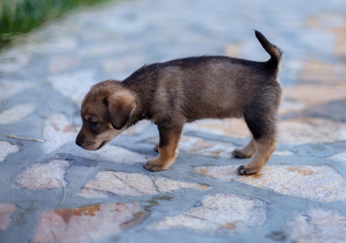 Щенки дворняги