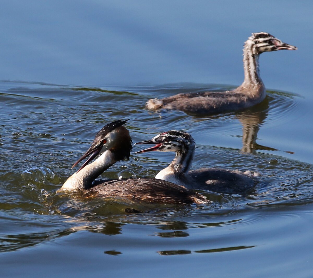 Водоплавающие птицы Рыбинского водохранилища
