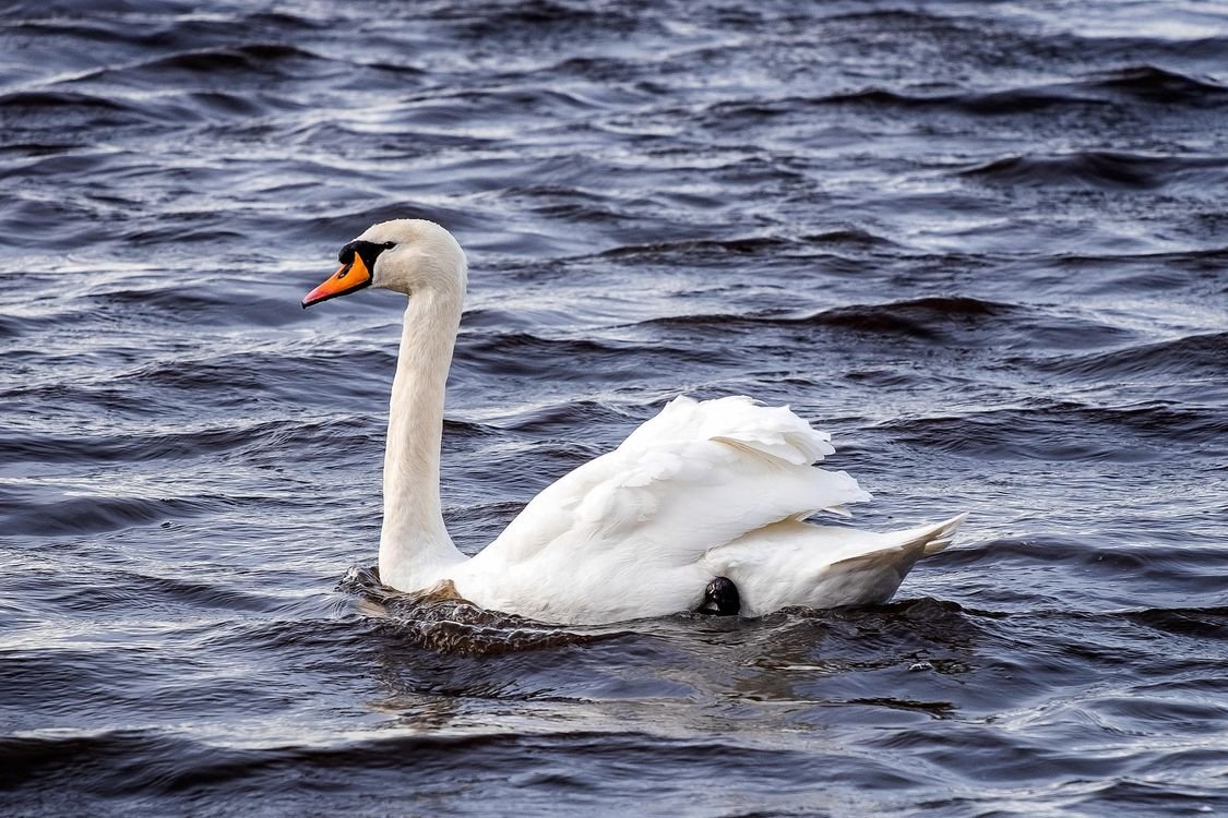 Водные птицы для детей