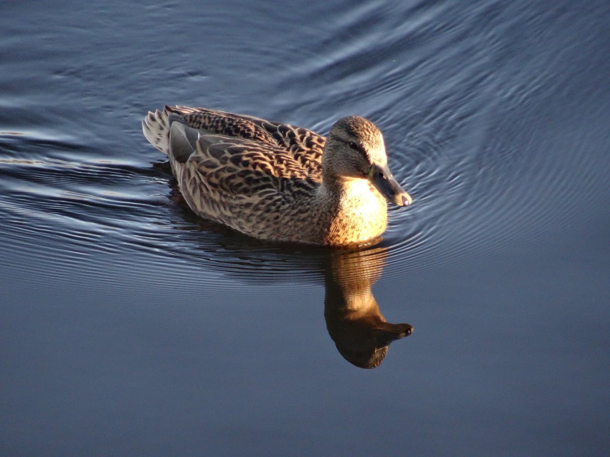 Желтая кряква Америка