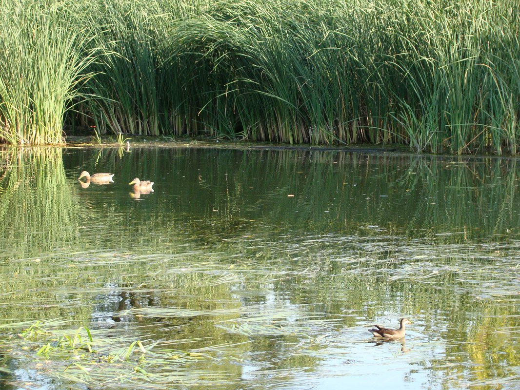 Река Валуй Белгородской области