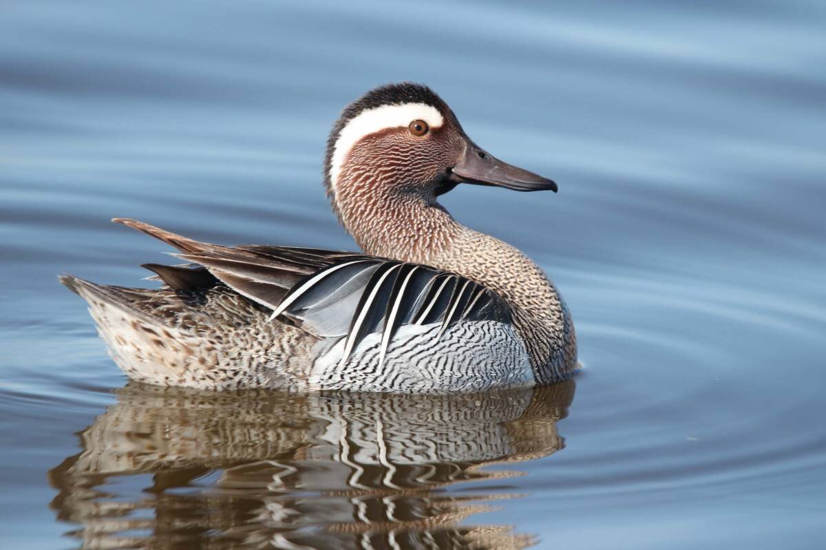 Чирок-трескунок (Anas querquedula)