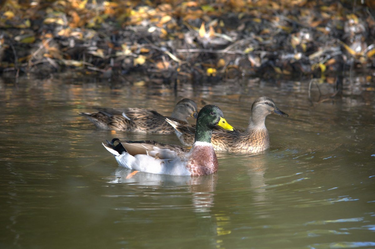 Астраханский заповедник птица кряква
