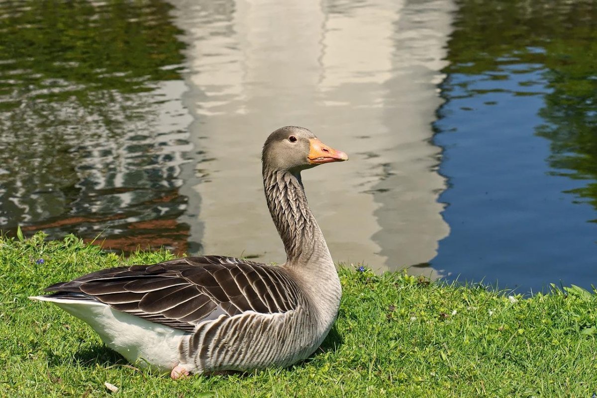 Гусь плавает
