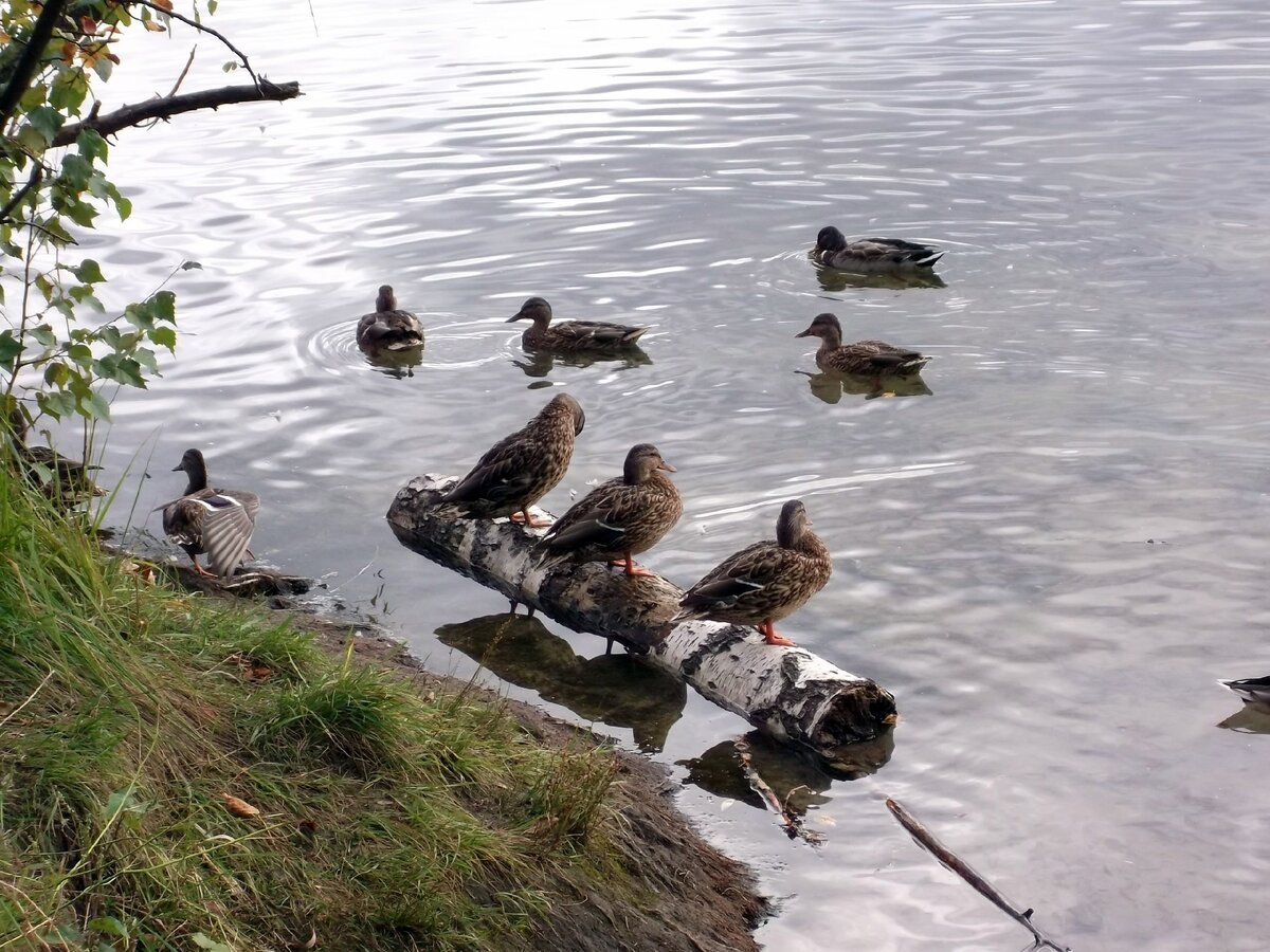 Озеро Дикая утка