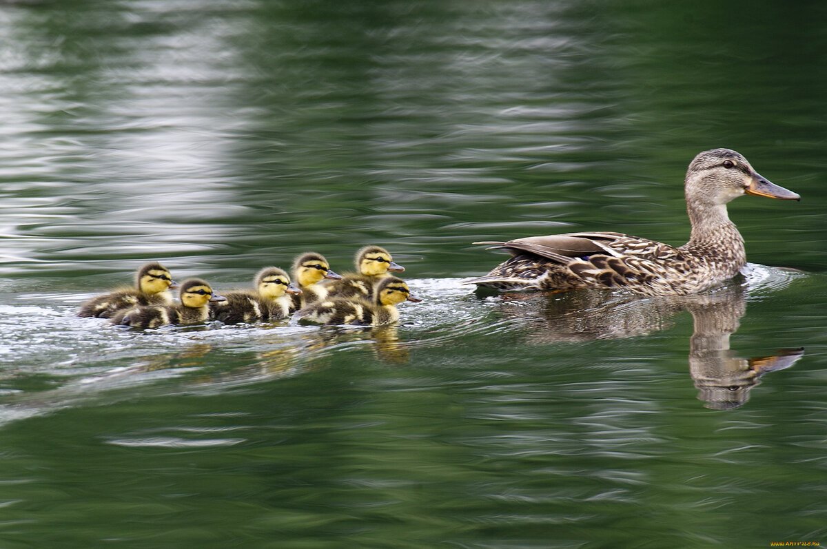 Утки плывут