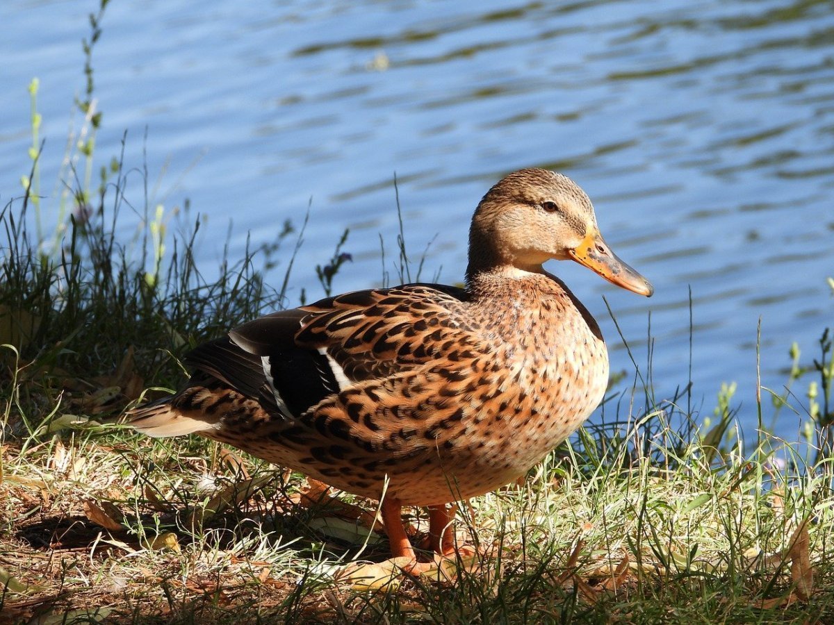 Молодняк кряквы