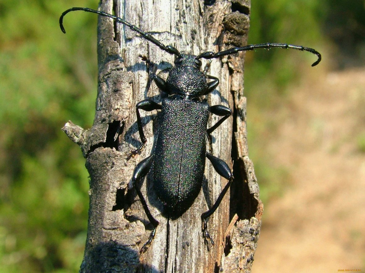 Жук усач древоточец