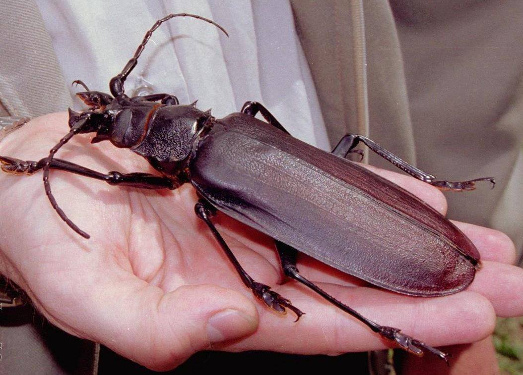 Жук дровосек Титан