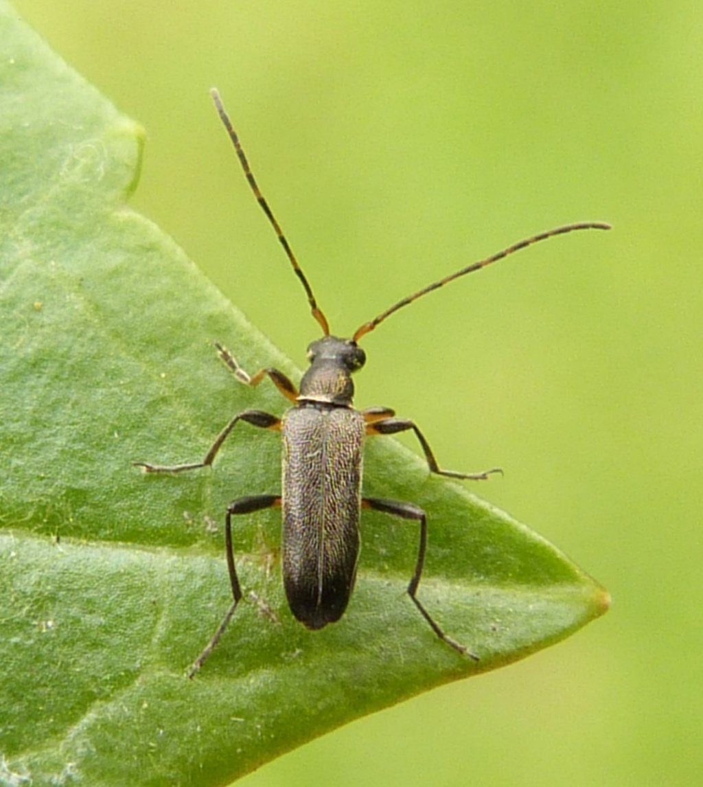 Жук короед усач