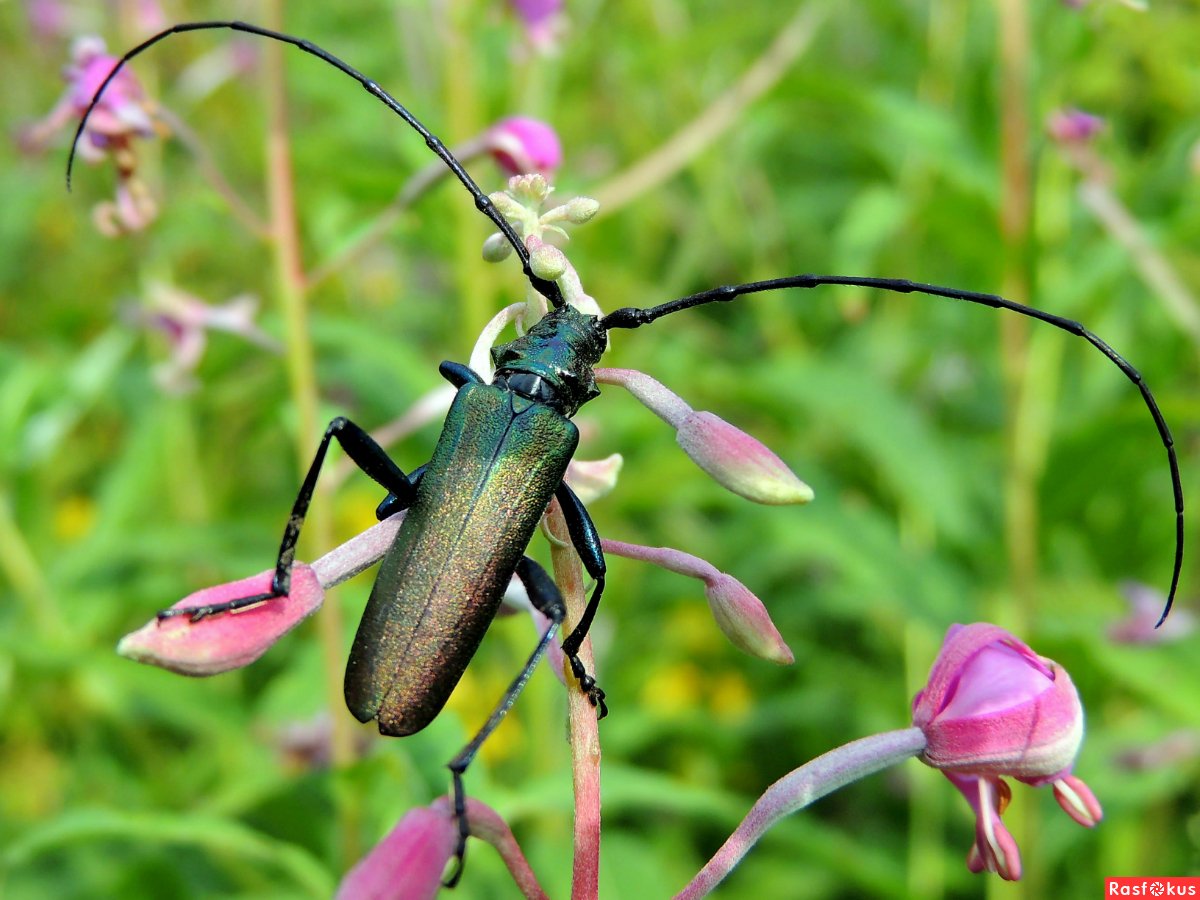Жук усач Крымский
