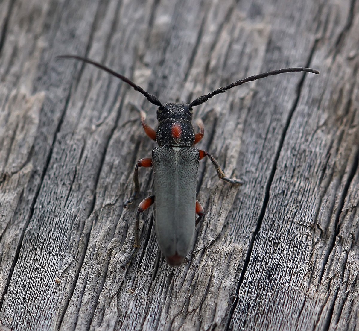 Жук усач полосатый