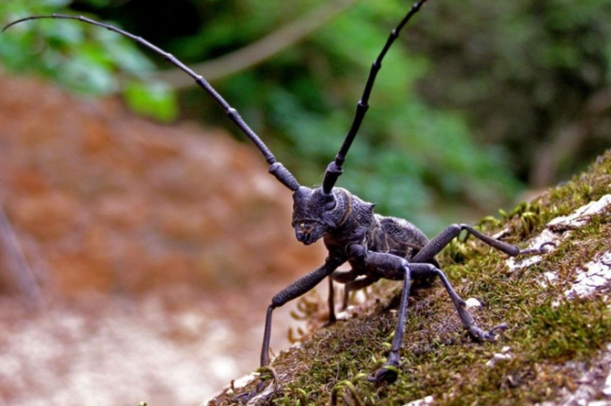 Жук усач еловый