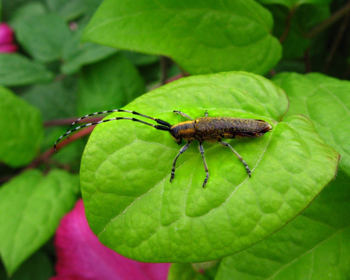 Усач фиолетовый - Callidium violaceum