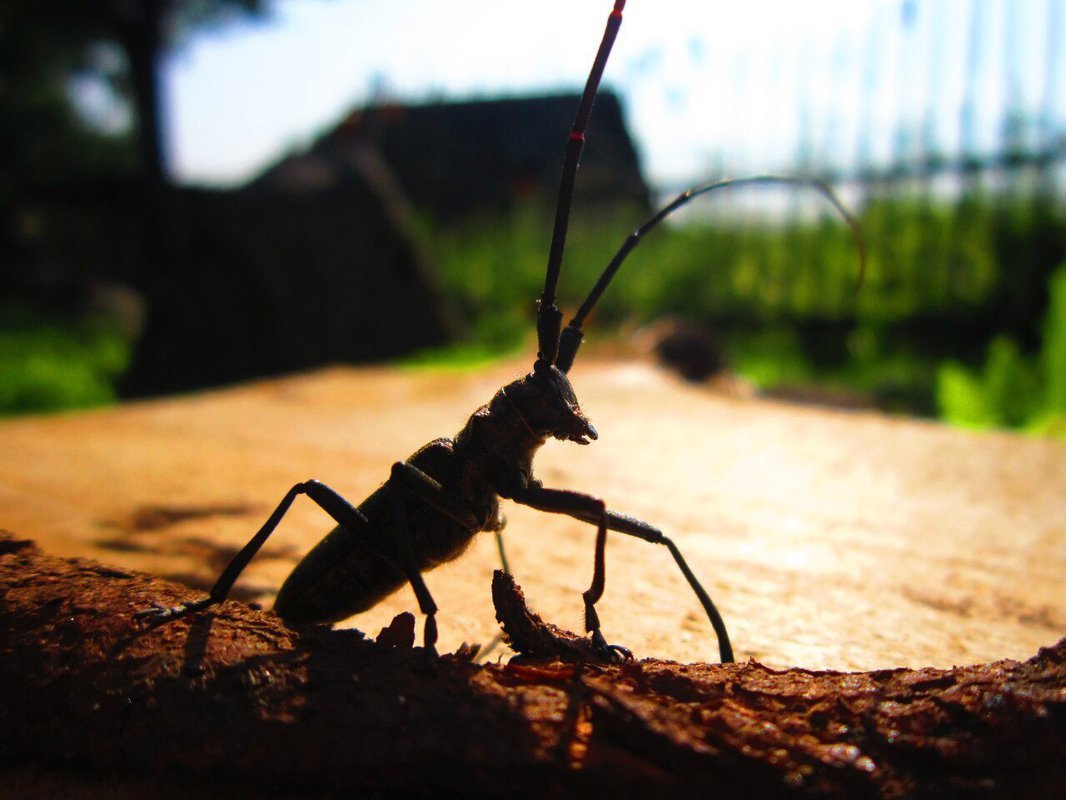 2 Жука усача