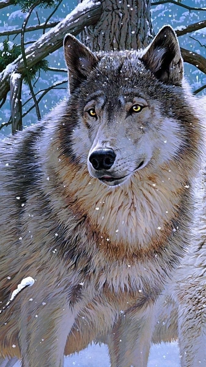 Очень красивый волк