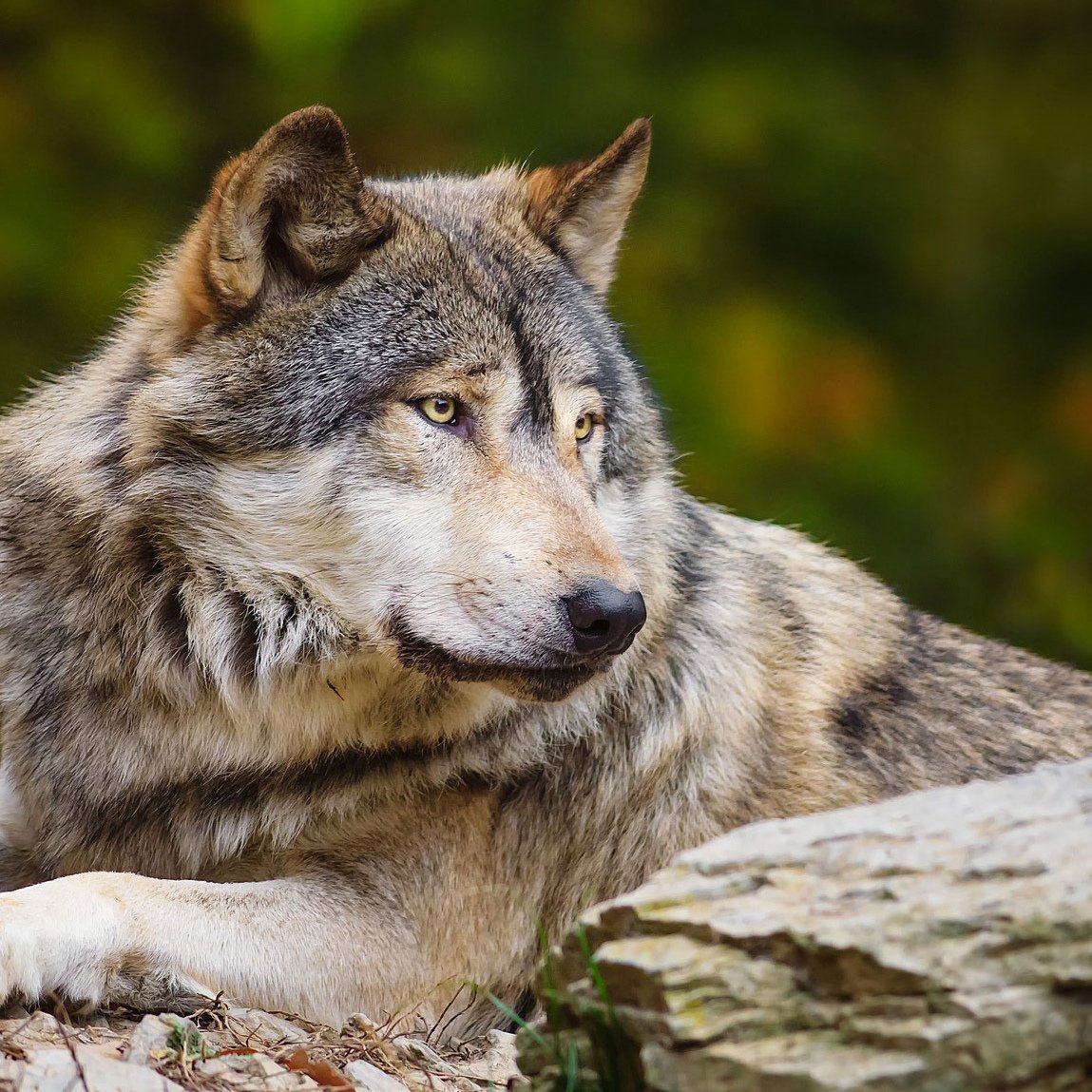 Волки в Крыму