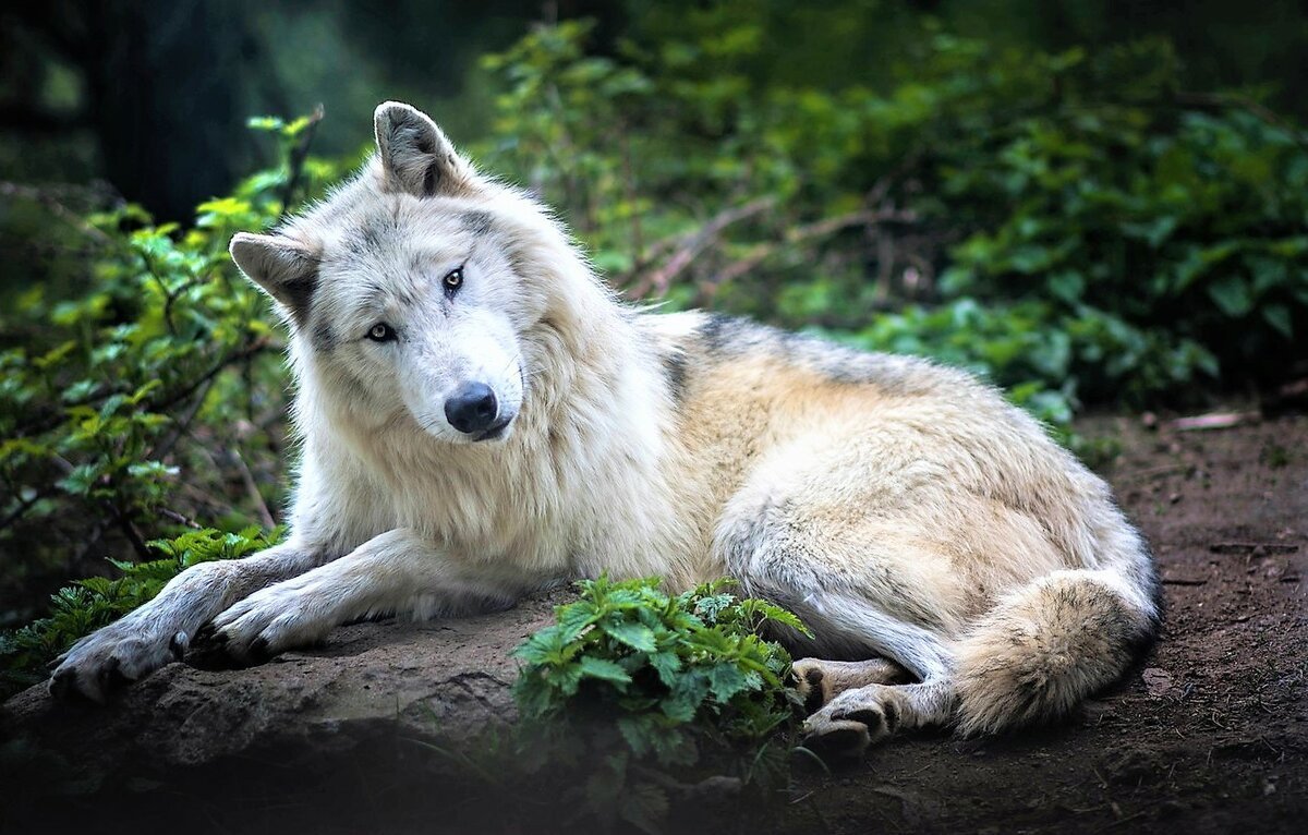 Красивый волк