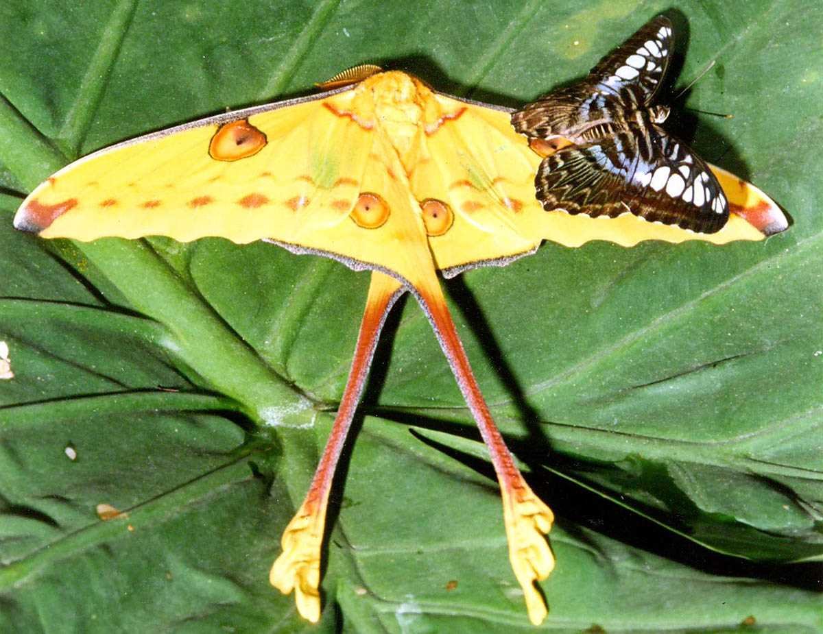 Павлиноглазка Комета