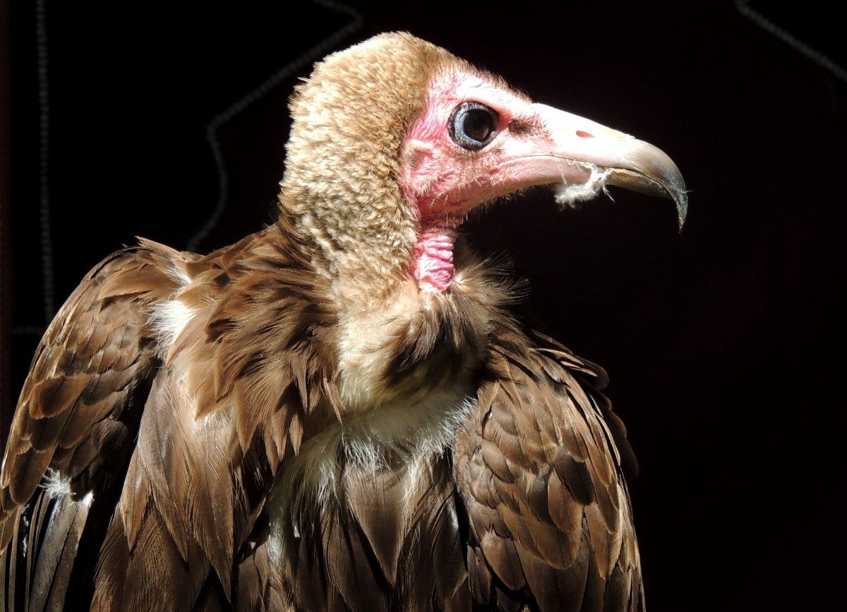 Бурый Стервятник