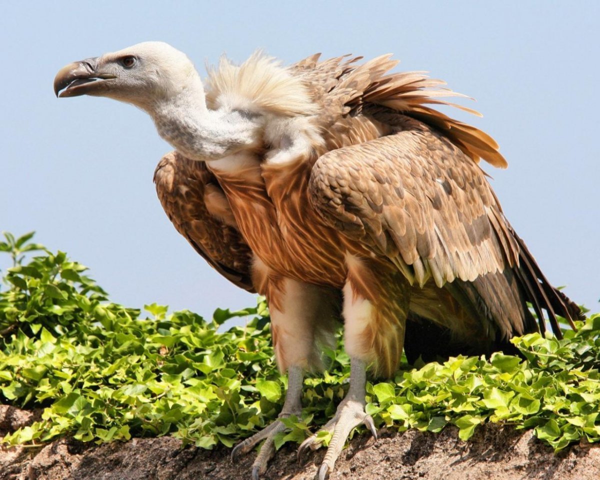 Белоголовый ястреб падальщик