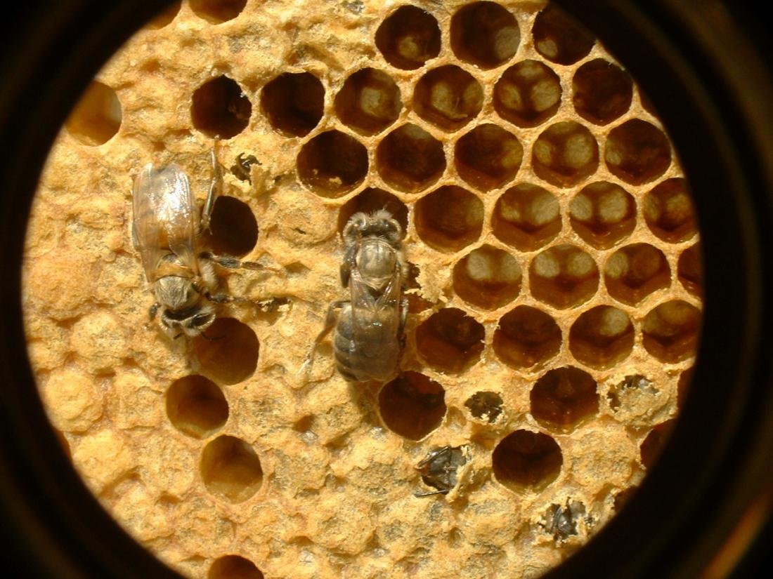 Внутри улья пчел