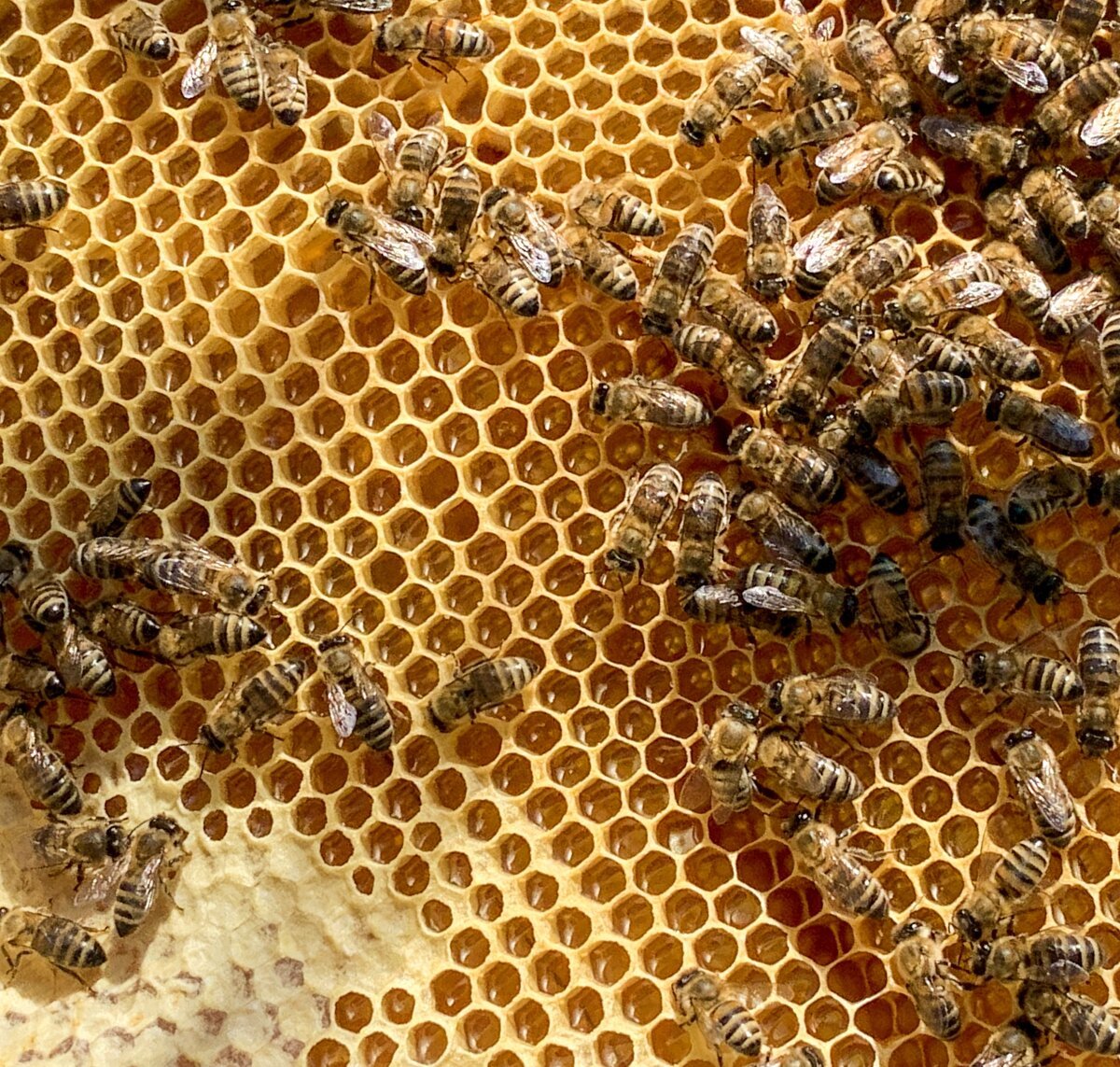 Пчелы любят мед