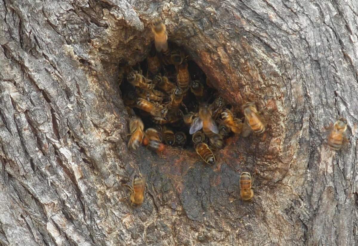 Пчелиный Рой в дупле