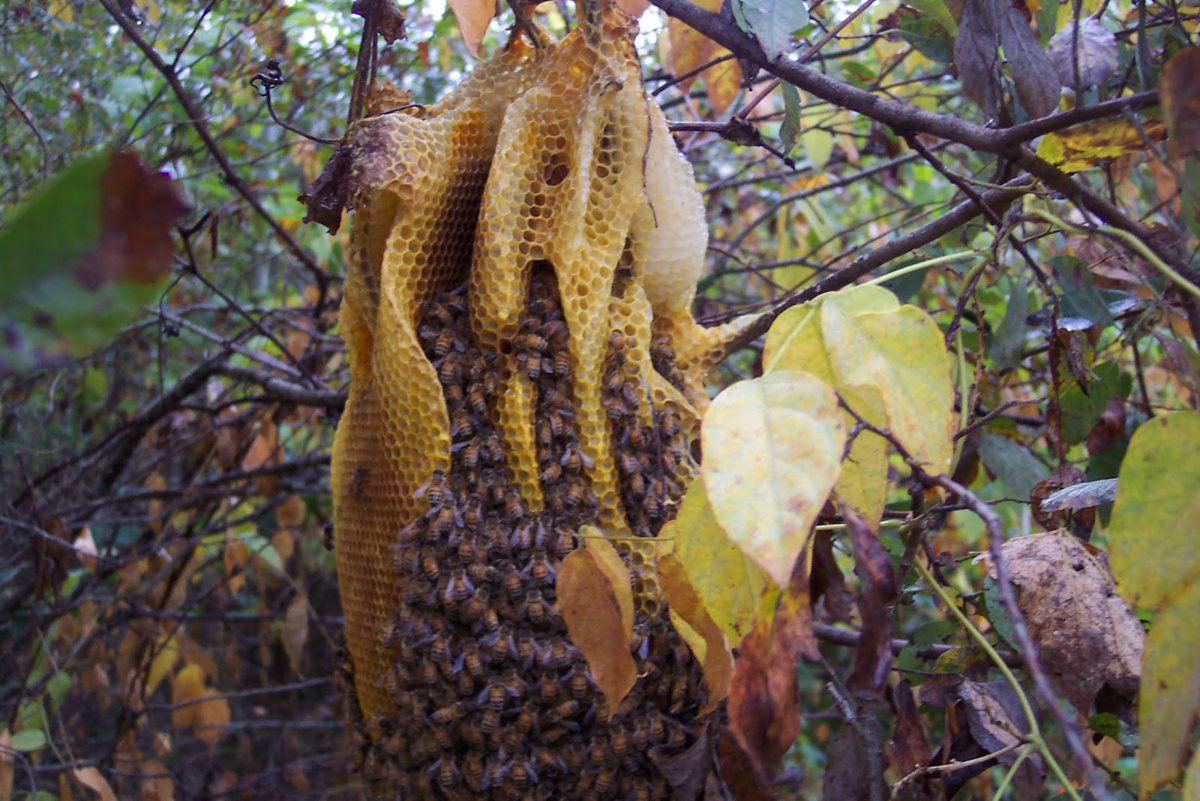 Африканский улей