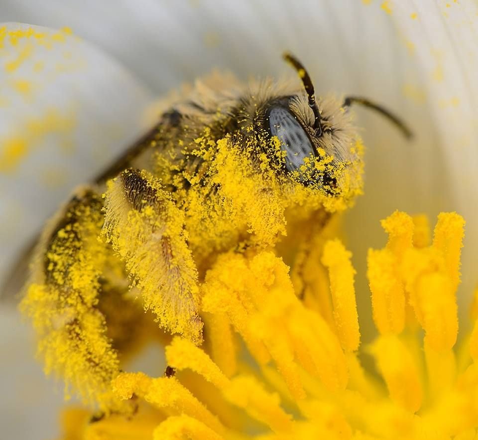 Пчелиная пыльца (Bee pollen)