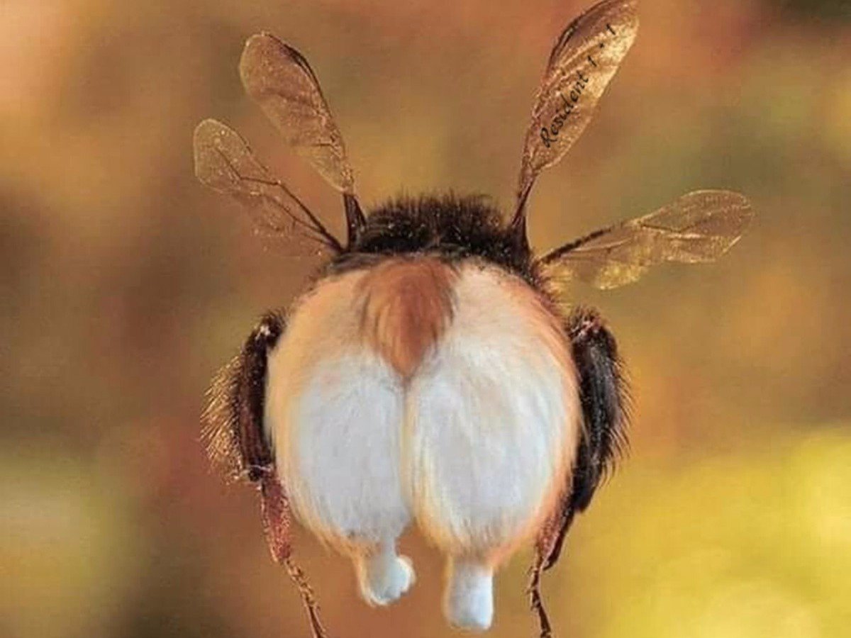 Шмелиная пушистая жопка