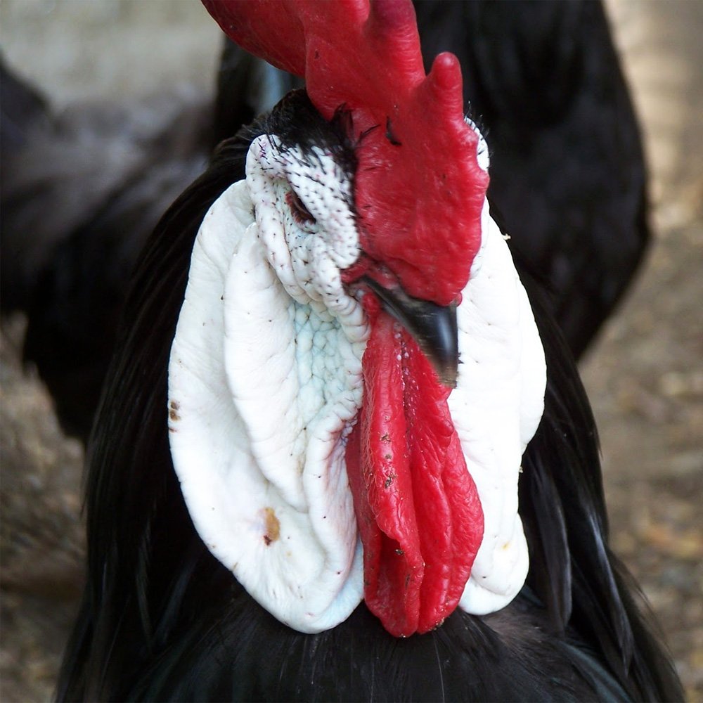 Испанская черная белолицая порода кур