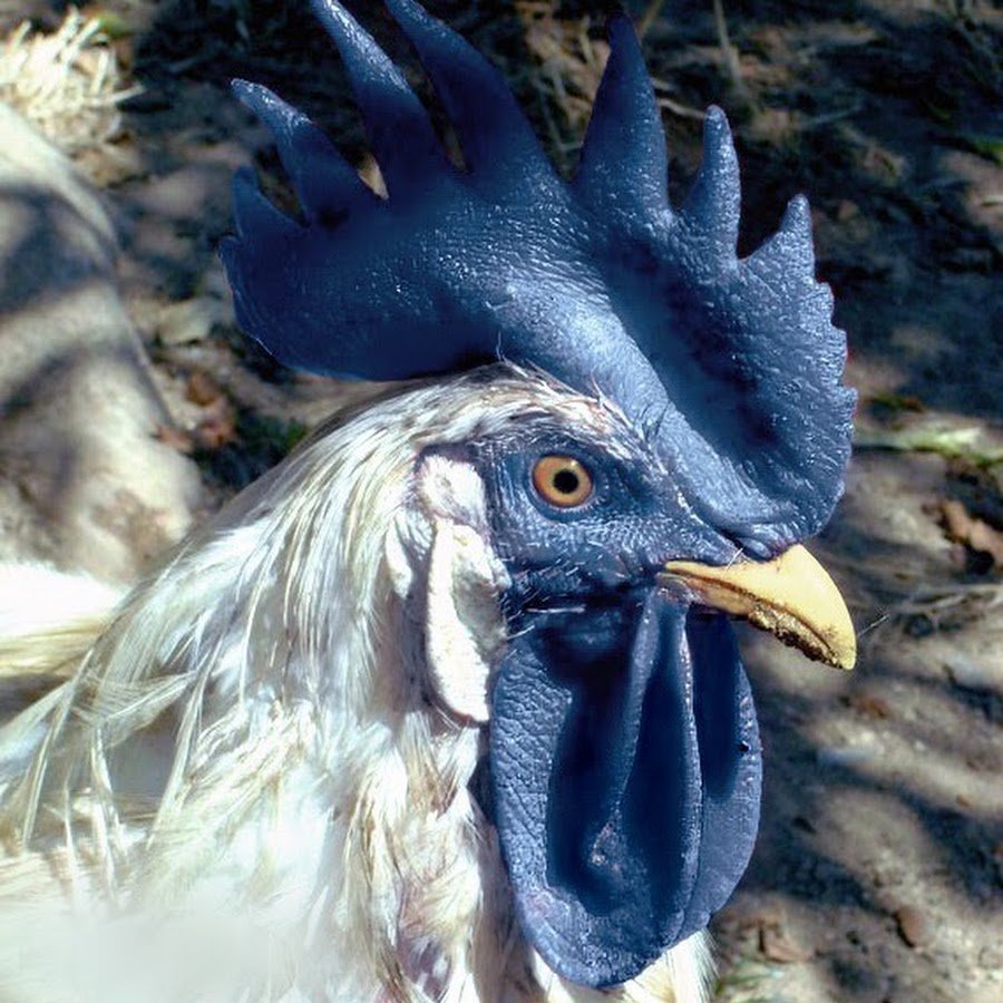 Силверудд Блу куры