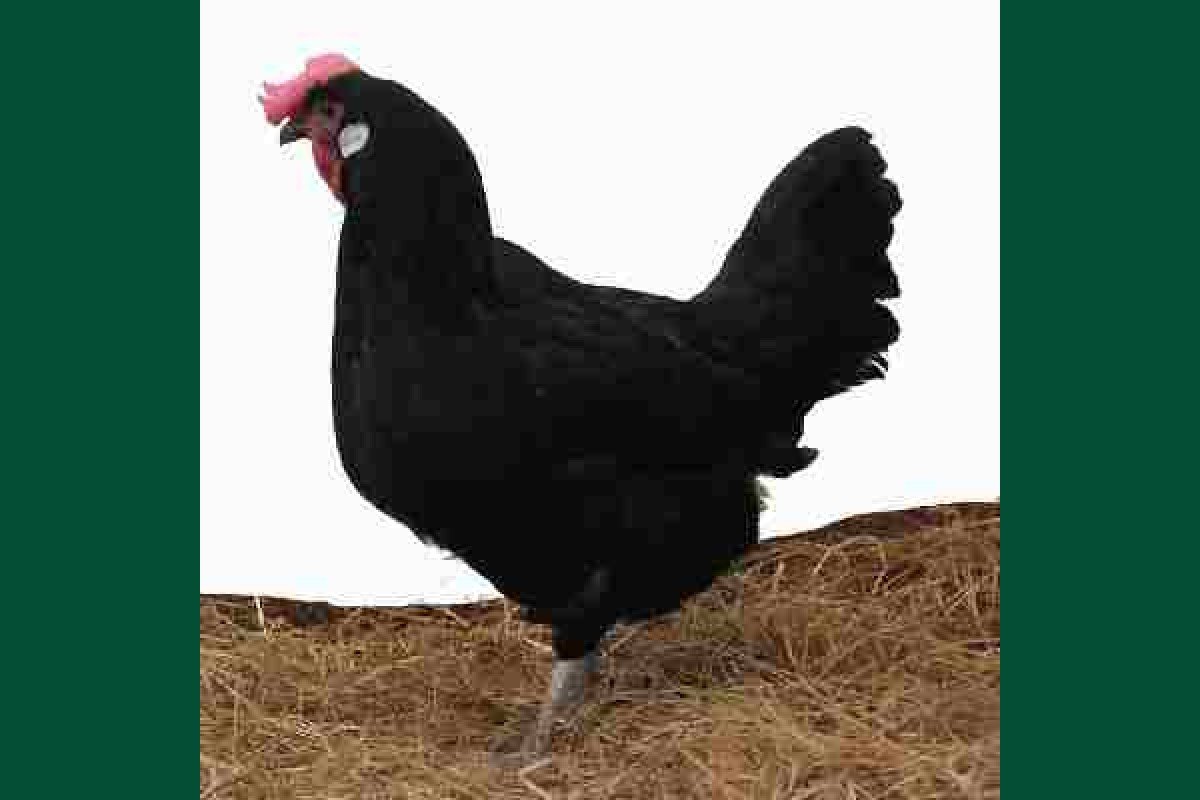 Минорка порода кур