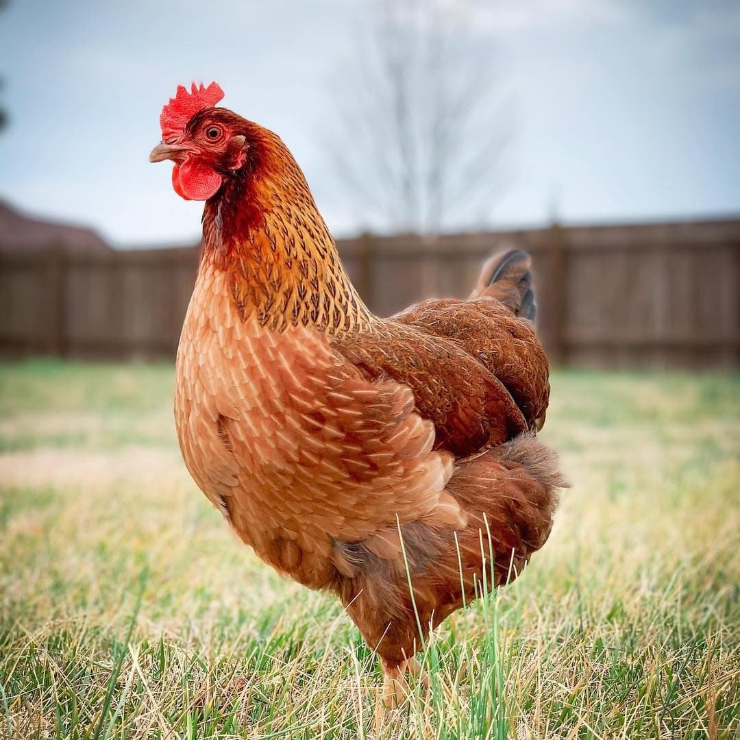 Кросс Ломан Браун