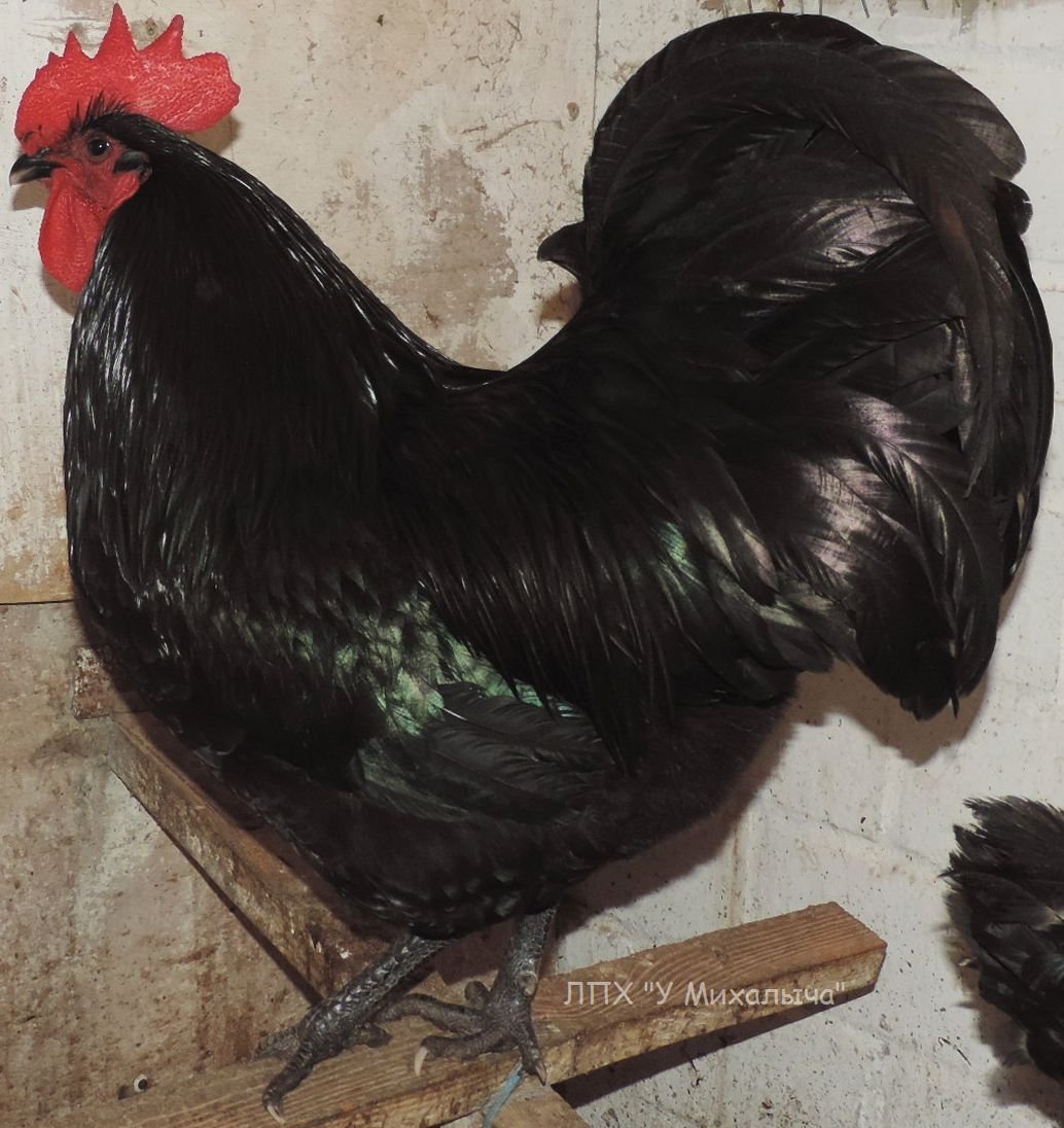 Австралорп, Брама, кохинхин, Маран