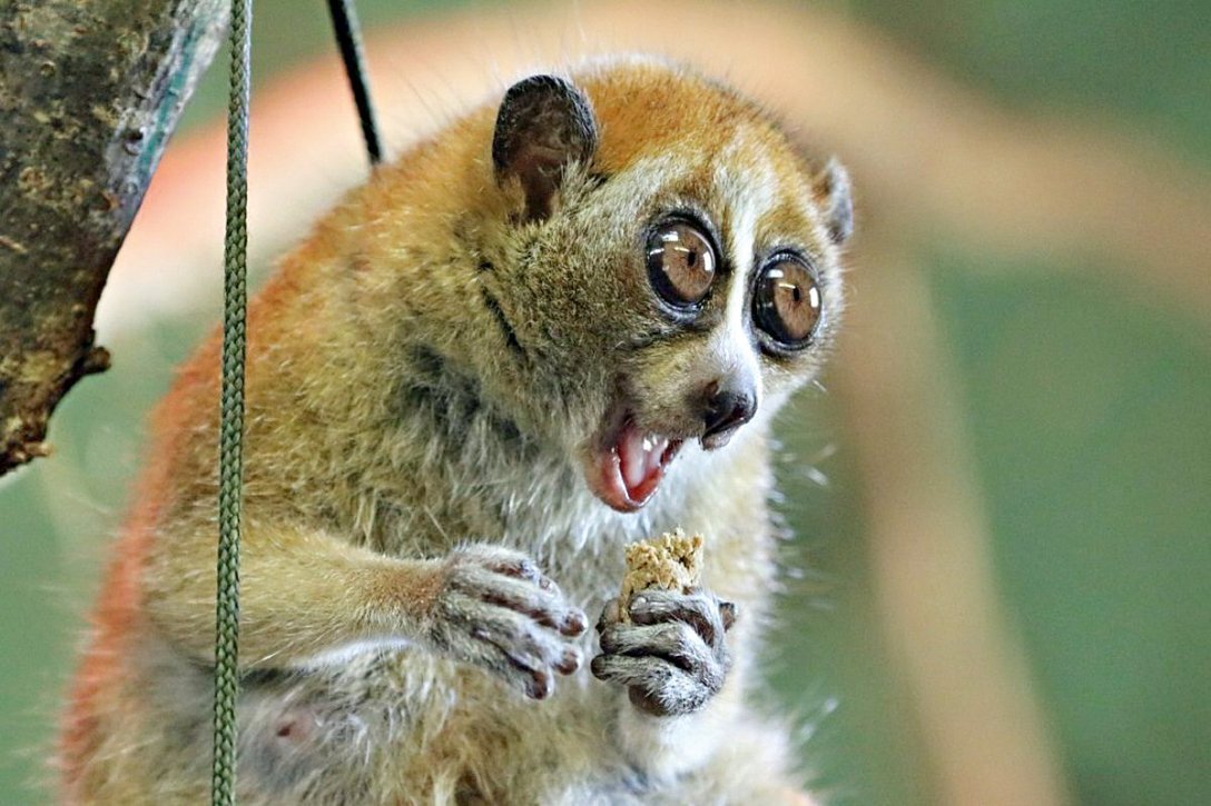 Лемур тонкий лори