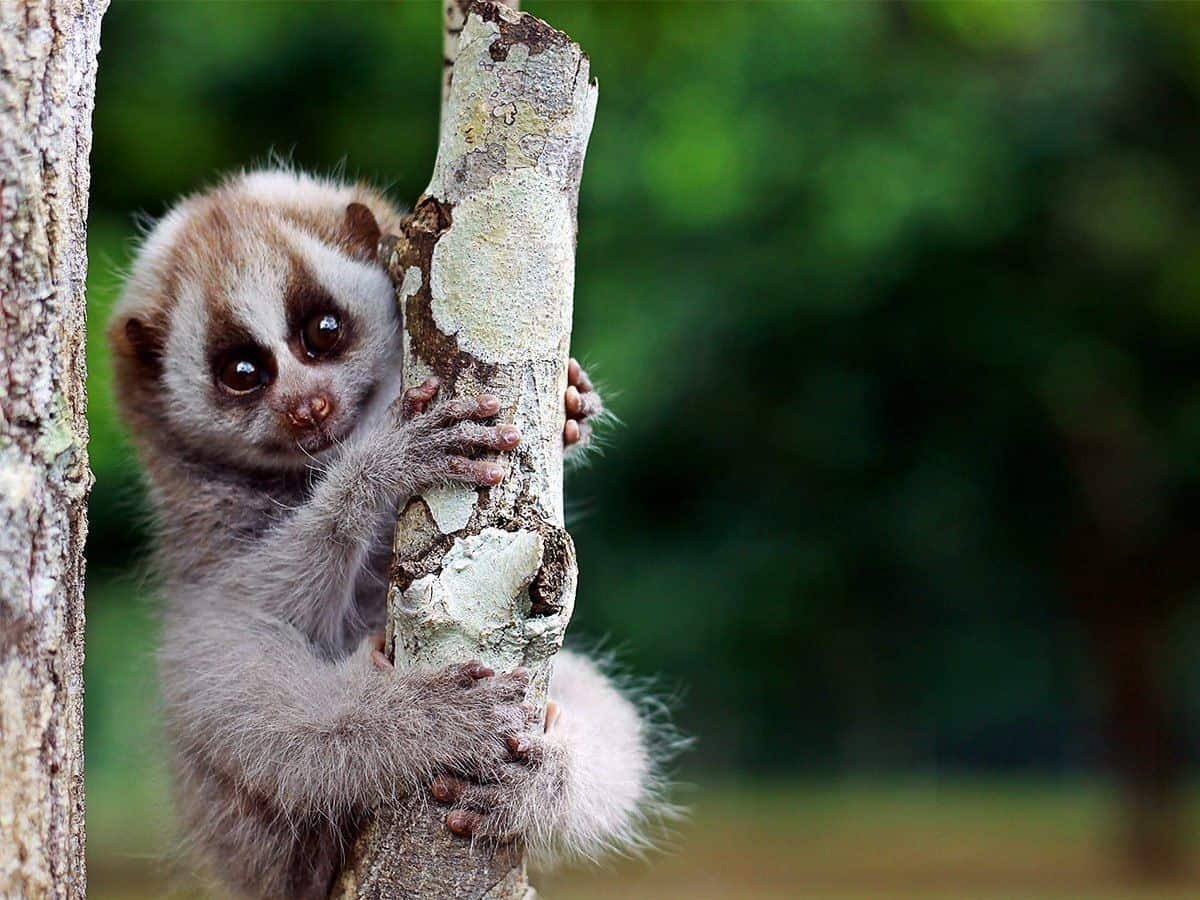 Лемур Лори толстый