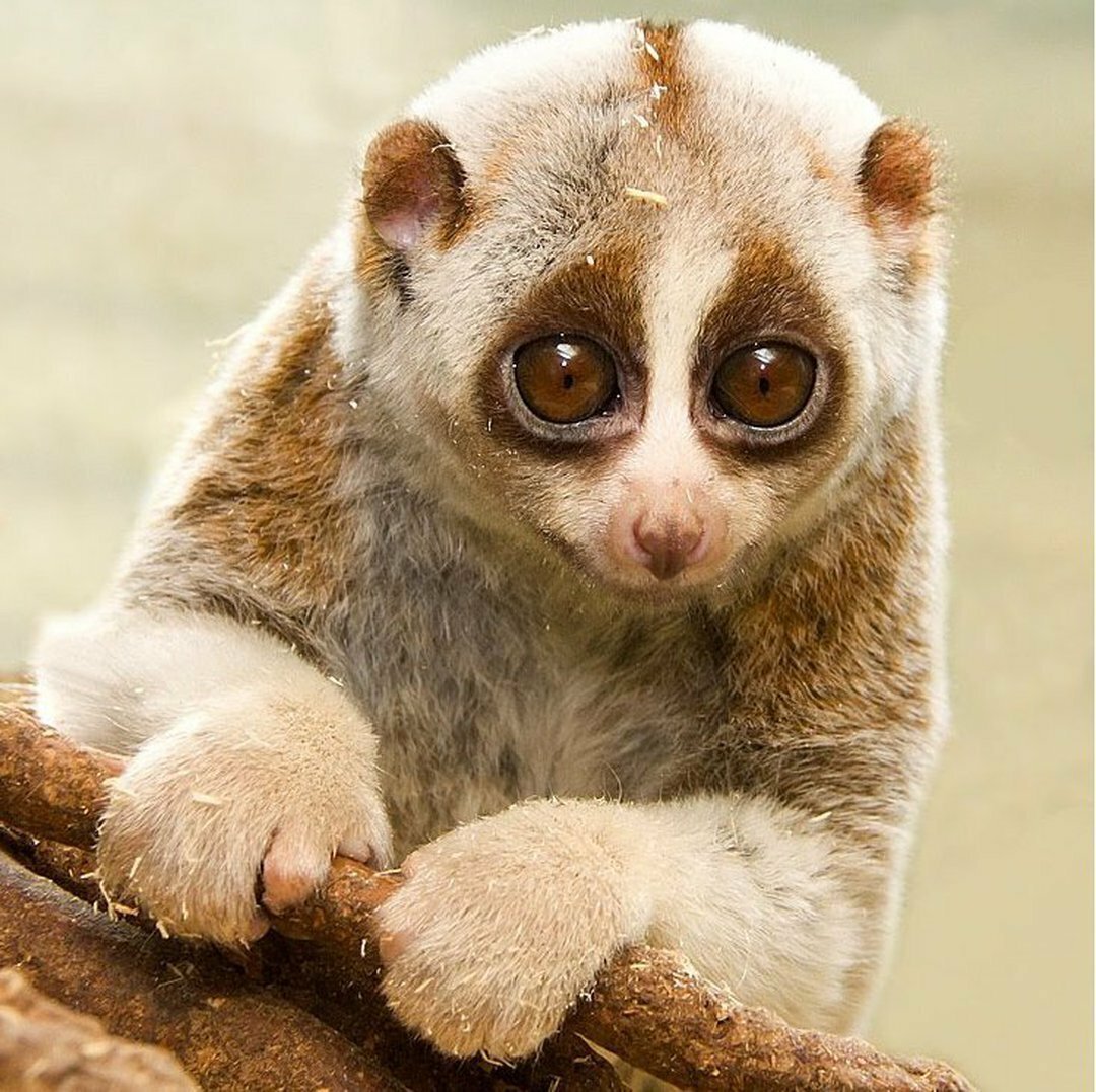 Лемурообразные Лори
